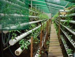 Financing Urban Agriculture: A Growing Field of Possibilities – UNC ...